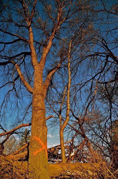 Elm Árvores doentes — Fotografia de Stock