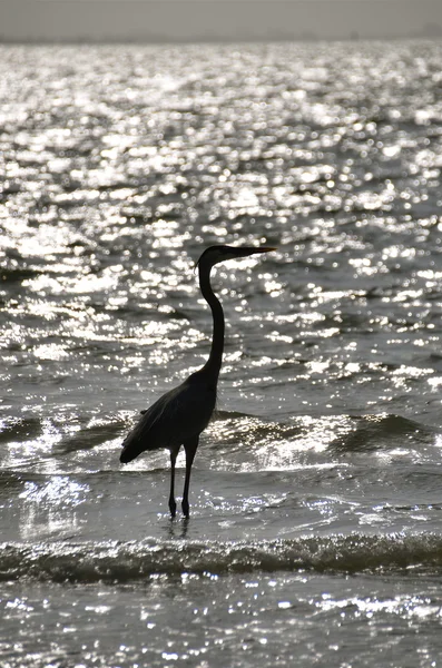 Egret silhouette — Stock Photo, Image