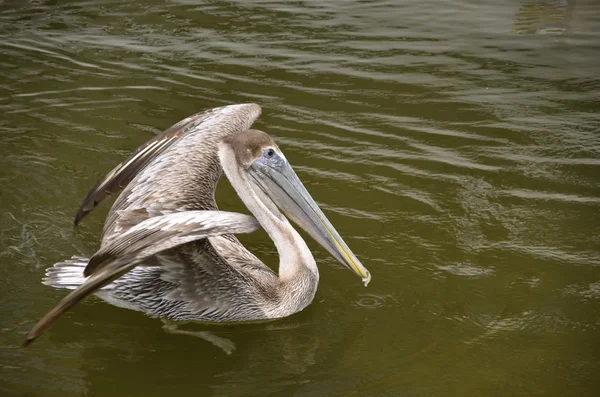 Pelican extending wings — Stock Photo, Image