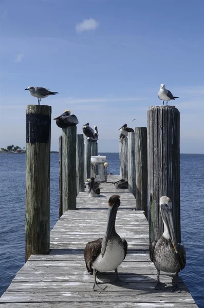 Pelicans on a dock — Stock Photo, Image