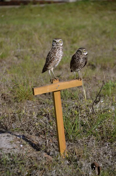 Eulenpaar — Stockfoto