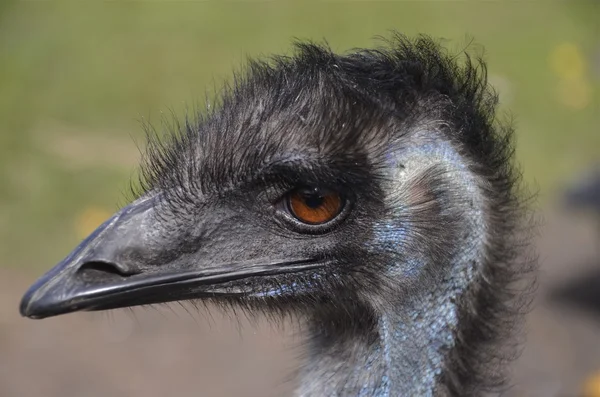 Primer plano de la cabeza de un emú — Foto de Stock