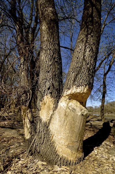 Beavers mastigar na árvore — Fotografia de Stock