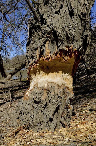 Mordeduras de castor na árvore — Fotografia de Stock