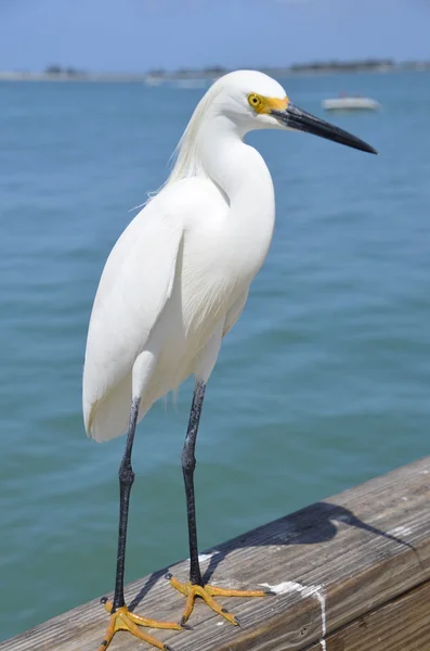 L'aigrette blanche repose sur une rampe — Photo