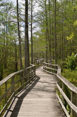 Tahta bir doğa koruma ile