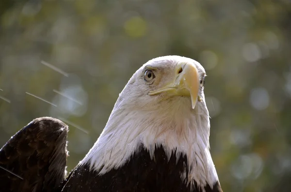 Tatlı bir kartal — Stok fotoğraf