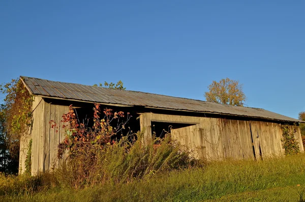 Les vignes poussent sur les vieux hangars altérés — Photo