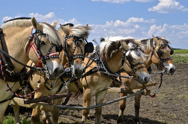 Equipa de cavalos engatados — Fotografia de Stock