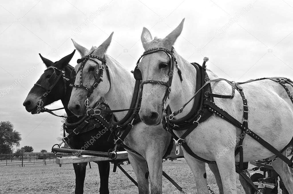 Team of three mules
