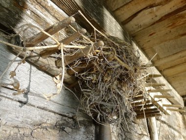 Bir günlük kabin (siyah ve beyaz sundurma kirişleri kuş yuva)