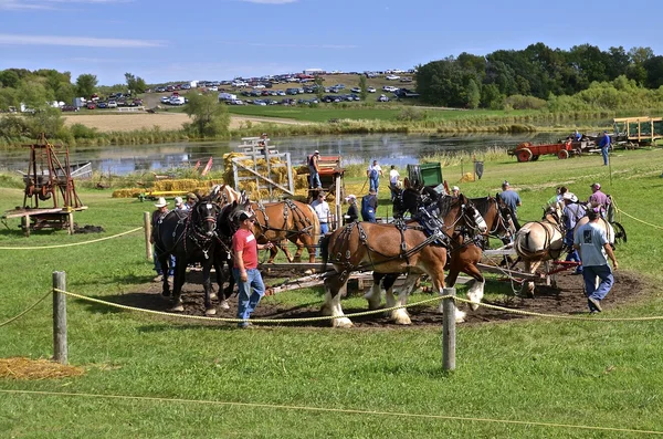 Atları bir çiftlik gösterisi ile Harman