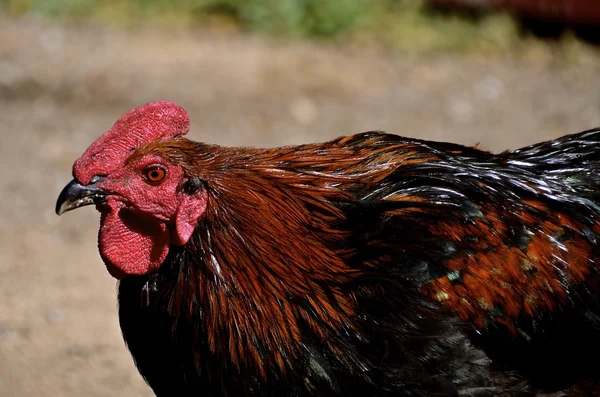 La cabeza de la gallina ponedora — Foto de Stock