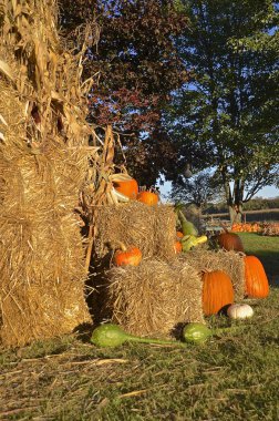 Saman balya ve Turuncu kabak ile sonbahar sahne
