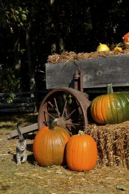 Yavru kedi kabaklar römork tarafından yürür