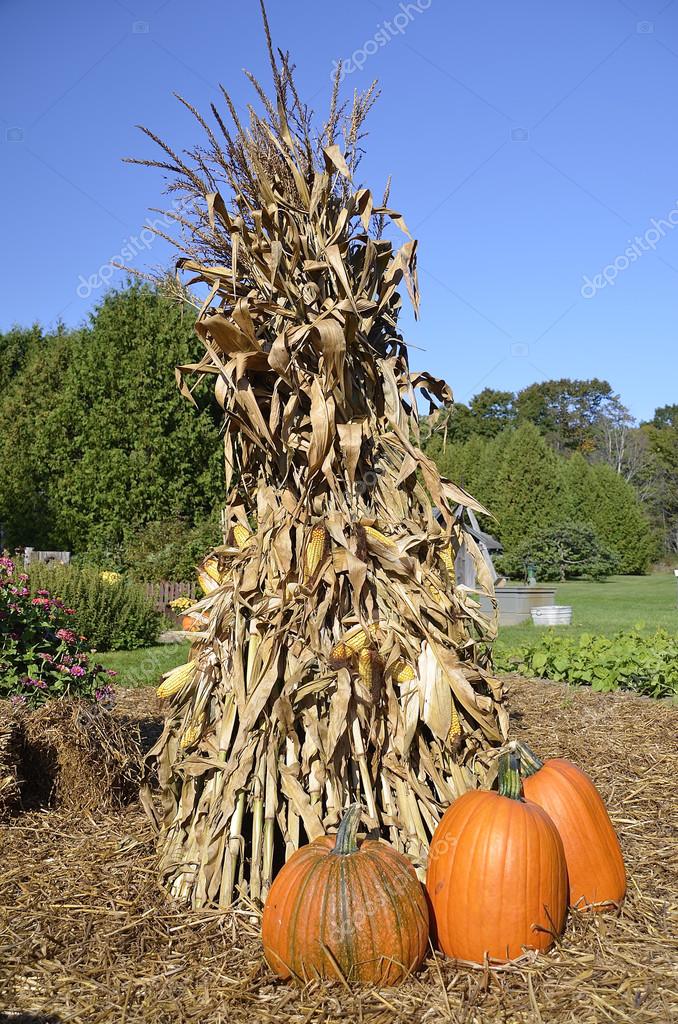 Shock of corn and pumpkins. Stock Photo by ©fiskness 86404792