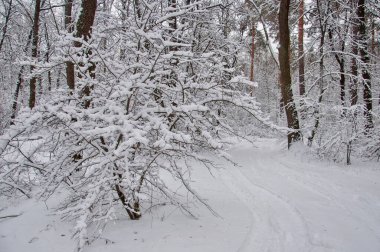 Tüm ağaçların karla kaplı olduğu muhteşem bir kış ormanı manzarası. Asılı dallarda taze buz
