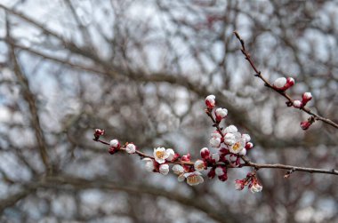 Kayısı dalları mavi gökyüzünün arka planında beyaz çiçeklerle çiçek açıyor. Uzayı kopyala. Yakın plan.