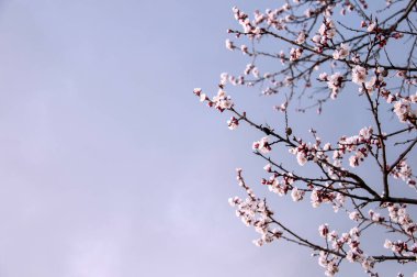 Kayısı dalları mavi gökyüzüne karşı beyaz çiçekler açıyor. Uzayı kopyala. Yakın plan.