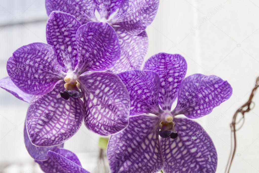 Detail of orchid flowers