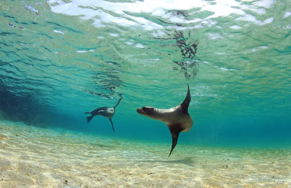 Galapagos oroszlánfókák víz alatti úszás — Stock Fotó