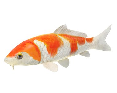 3D Koi balık