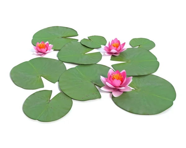 Water Lily Plant — Stock Photo, Image