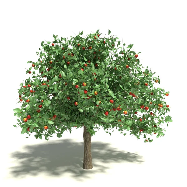 Manzano verde — Foto de Stock
