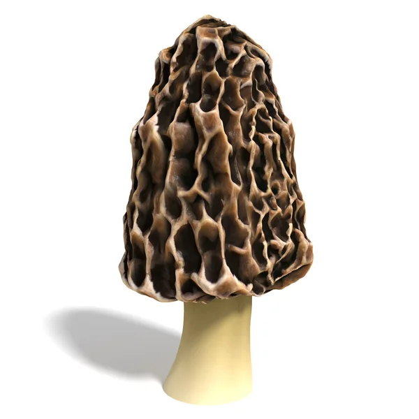 One morel mushroom — Stock Photo, Image