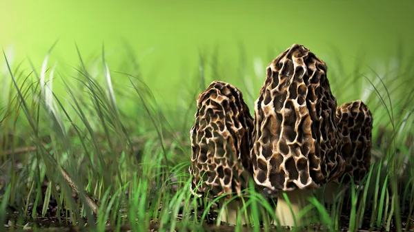 Trois champignons morilles — Photo