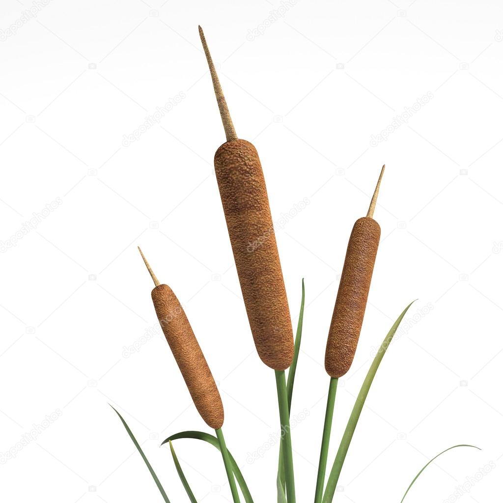 Green cattail plant