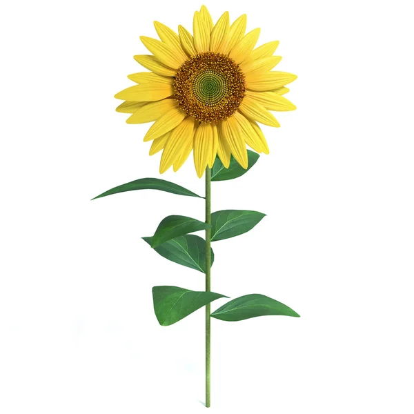 Girasole — Foto Stock