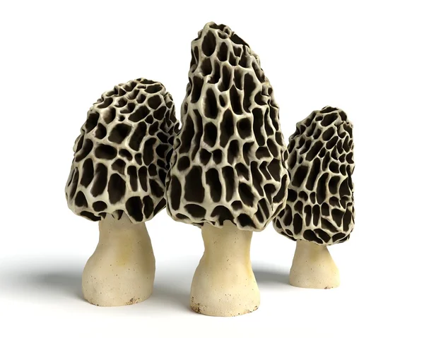 Funghi di Morel — Foto Stock