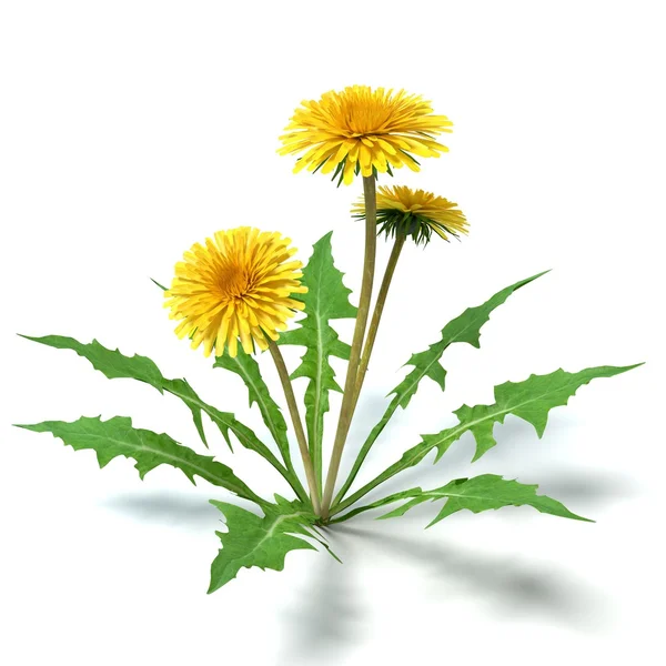 Dandelion Flower — Stock Photo, Image