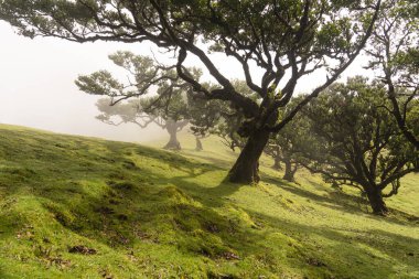 Gizemli Fanal Laurel Ormanı
