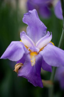 Bahar bahçesinde gün batımında büyüyen mor iris çiçekleri.