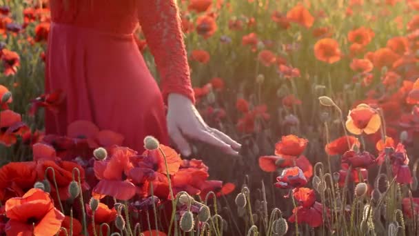 Female hand in a red poppy field touching red flowers thinking about ecology — Stock Video