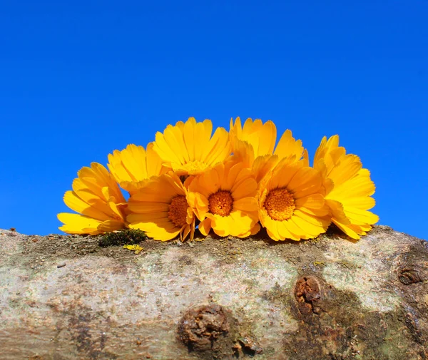 Güzel, parlak, göz kamaştırıcı sarı çiçekler güneşli bir günde mavi gökyüzüne karşı bir kütüğün üzerinde uzanır.