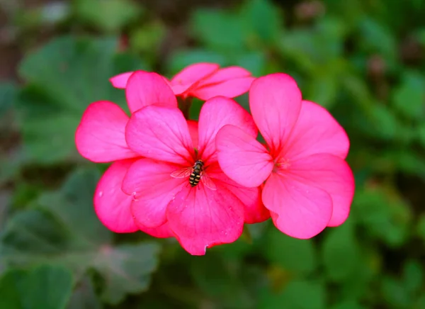 Küçük bir eşek arısı, gün boyunca pembe bir pelargonyum çiçeğinin üzerinde oturur.