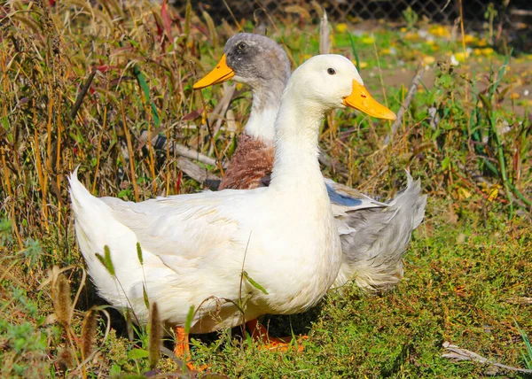 İki neşeli ördek güneşli bir sonbahar gününde çimenlerde yürür..