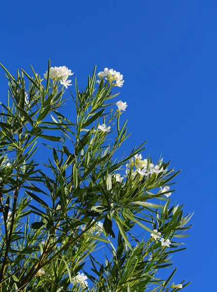 Oleander Bush, açık güneşli bir günde mavi gökyüzüne karşı beyaz çiçekler açar..