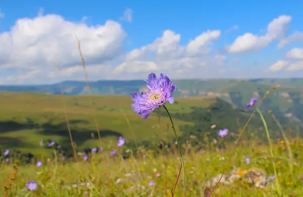 Mavi bir çiçek yemyeşil bir çayırda güneşli bir günde bulutlu mavi bir gökyüzüne karşı büyüyor..