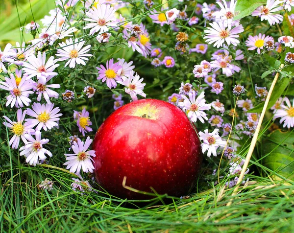 Kırmızı bir elma, bulutlu bir günde yeşil çimlerin üzerinde uzanır. Sarı merkezli küçük leylak çiçeklerinin arka planına karşı..