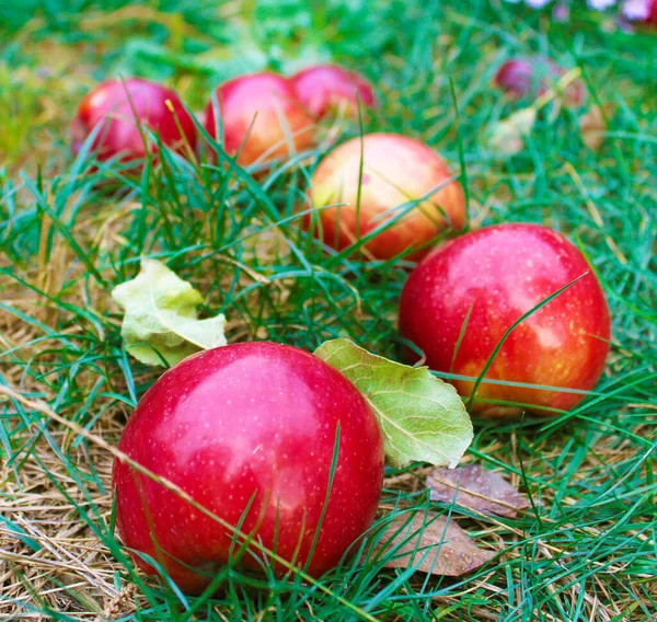 Kırmızı elmalar gün ışığında yeşil çimlerin üzerinde yatar..