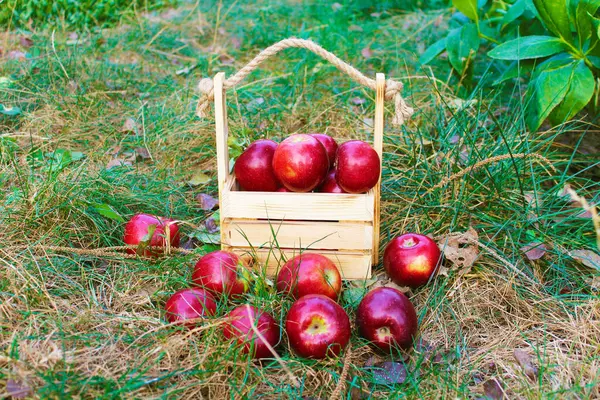 Sulu, olgun, lezzetli kırmızı elmalar yeşil çimenlerin üzerinde ve bir tahta kutunun içinde gün ışığında bahçede yatıyor..