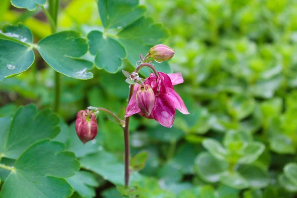 # Güzel, pembe bir Aquilegia çiçeği # # Yağmur damlalarıyla # # Bahçedeki yeşil yaprakların arka planında #