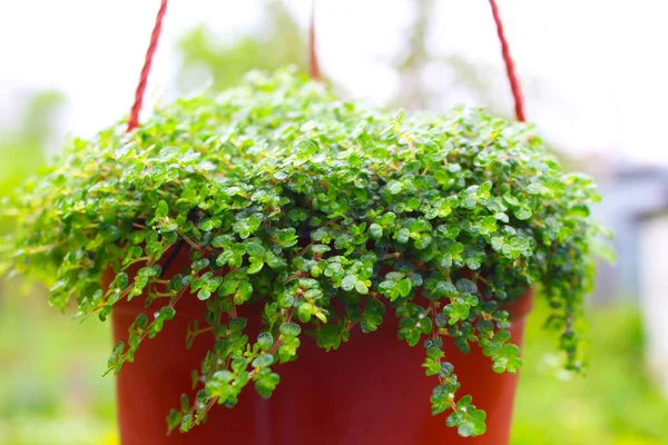 Güzel yeşil bir bitkiye yakın çekim. Küçük yapraklar dışarıda, kahverengi bir tencerede asılı. Gün ışığında.