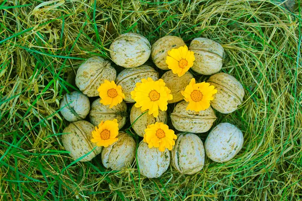sarı çiçekli cevizler yeşil çimlerde gün ışığında