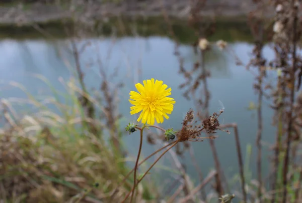 Gri bir arka planda tek bir parlak sarı çiçek ve bir sonbahar günü kahverengi otlar.