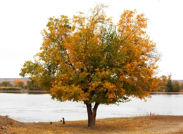Gölü kıyılarında sarı ve yeşil yaprakları olan güzel tek bir ağaç bulutlu bir sonbahar gününde